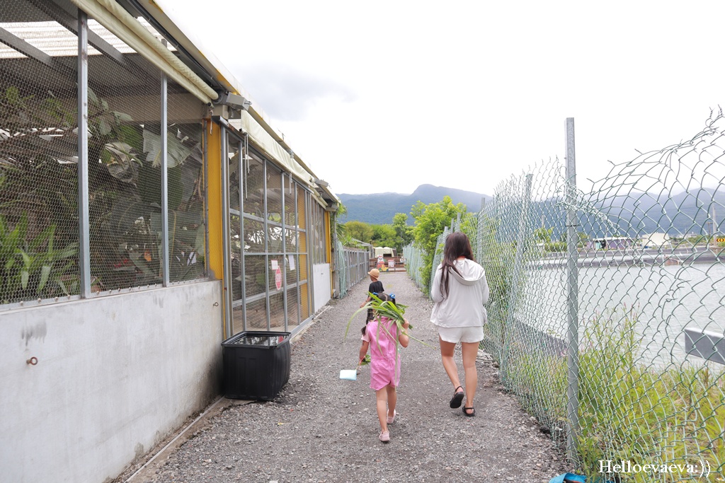 宜蘭礁溪景點|回巢Homing農場-近距離餵食水豚、看狐獴、餵象龜、餵小鳥的療癒小旅行 - 第10張圖