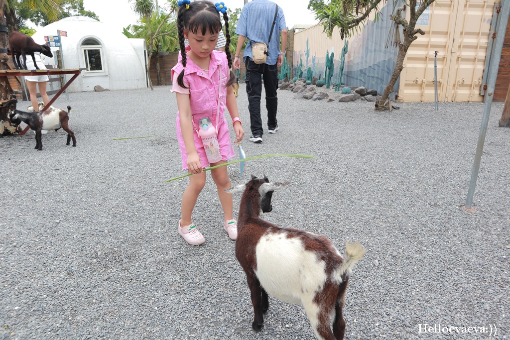 宜蘭礁溪景點|回巢Homing農場-近距離餵食水豚、看狐獴、餵象龜、餵小鳥的療癒小旅行 - 第13張圖