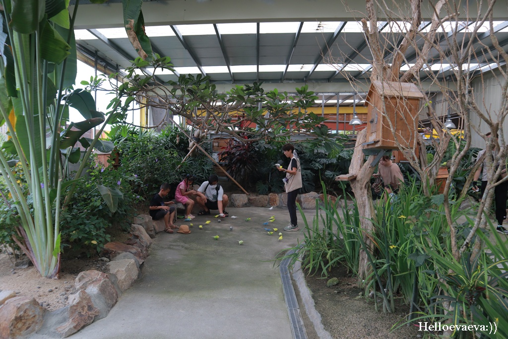 宜蘭礁溪景點|回巢Homing農場-近距離餵食水豚、看狐獴、餵象龜、餵小鳥的療癒小旅行 - 第28張圖
