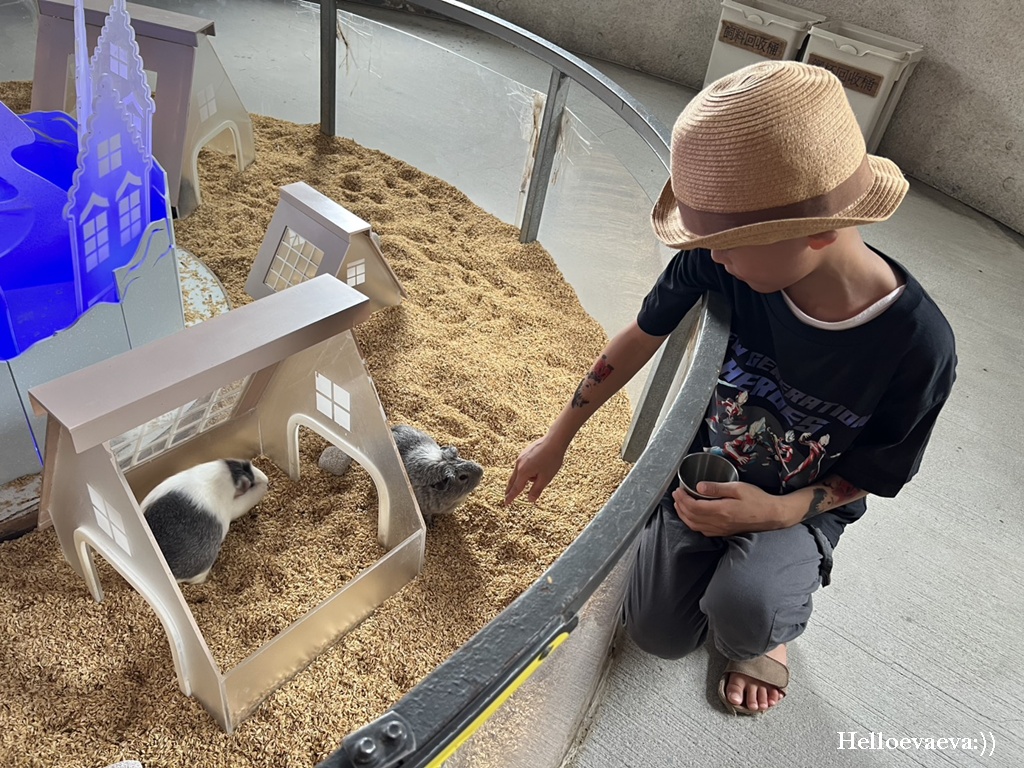 宜蘭礁溪景點|回巢Homing農場-近距離餵食水豚、看狐獴、餵象龜、餵小鳥的療癒小旅行 - 第23張圖