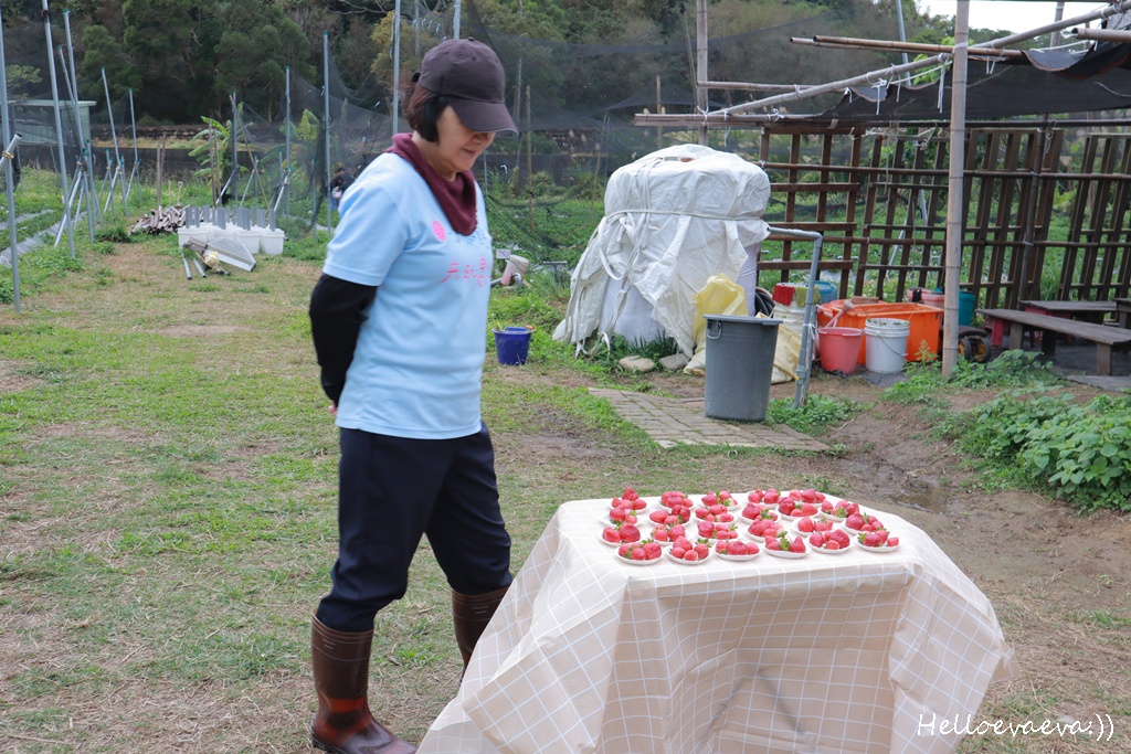新竹親子半日放電｜「小原野共玩農場」 採草莓＋拔蘿蔔一次滿足（地點・價錢・環境分享）