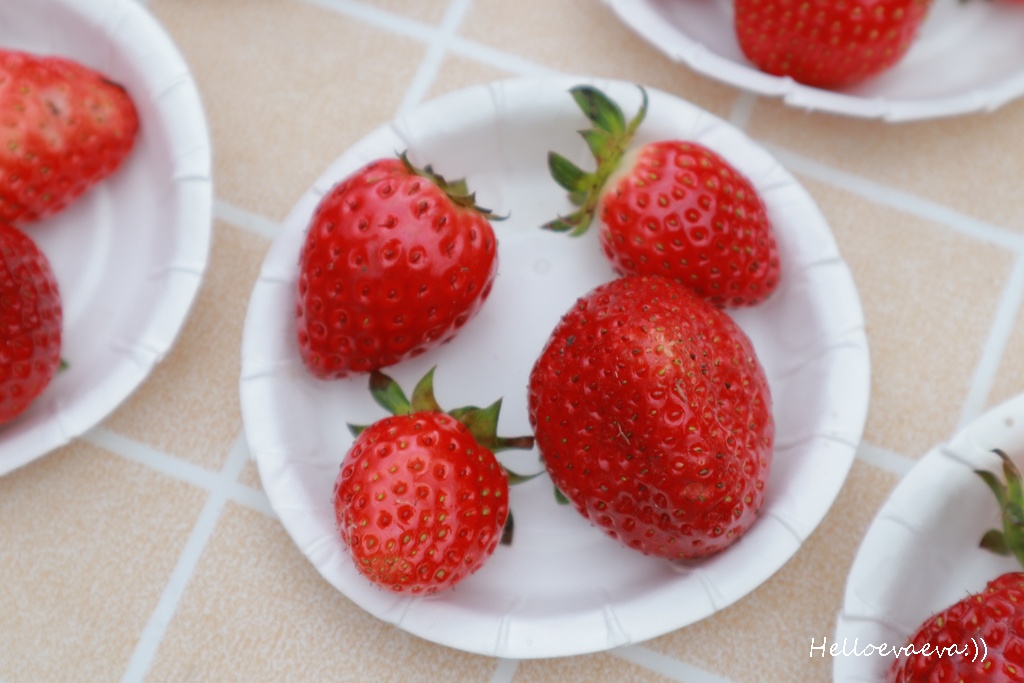 新竹親子半日放電｜「小原野共玩農場」 採草莓＋拔蘿蔔一次滿足（地點・價錢・環境分享）