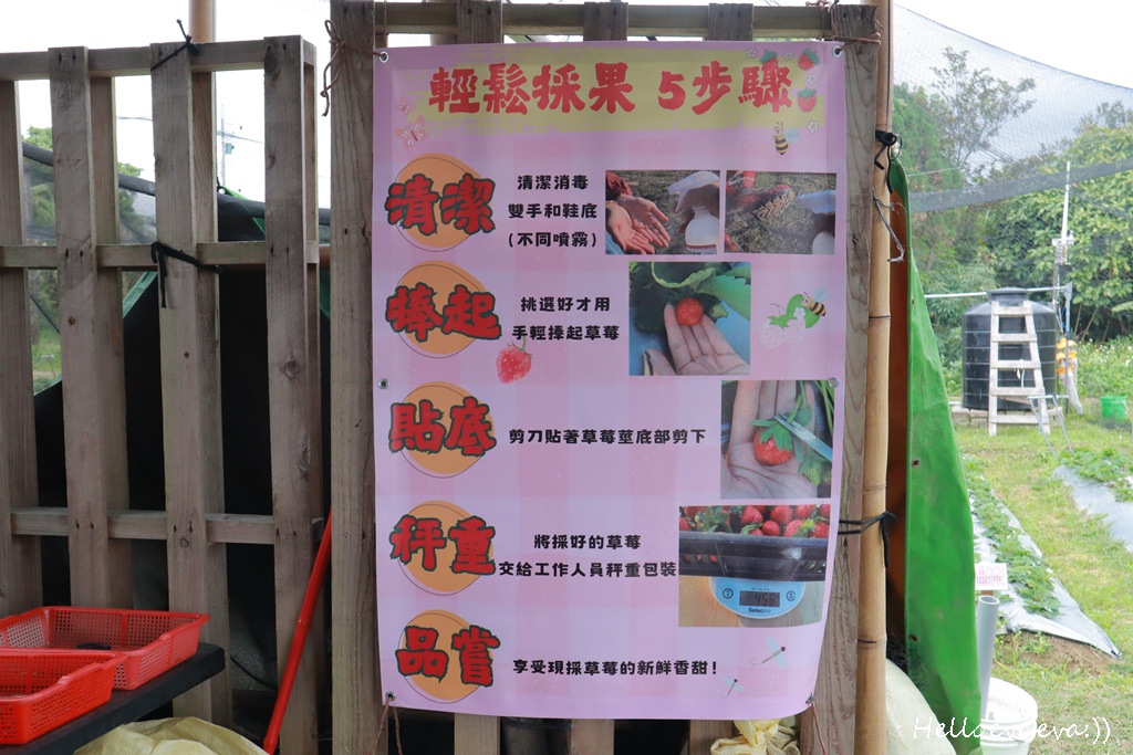 新竹親子半日放電｜「小原野共玩農場」 採草莓＋拔蘿蔔一次滿足（地點・價錢・環境分享）