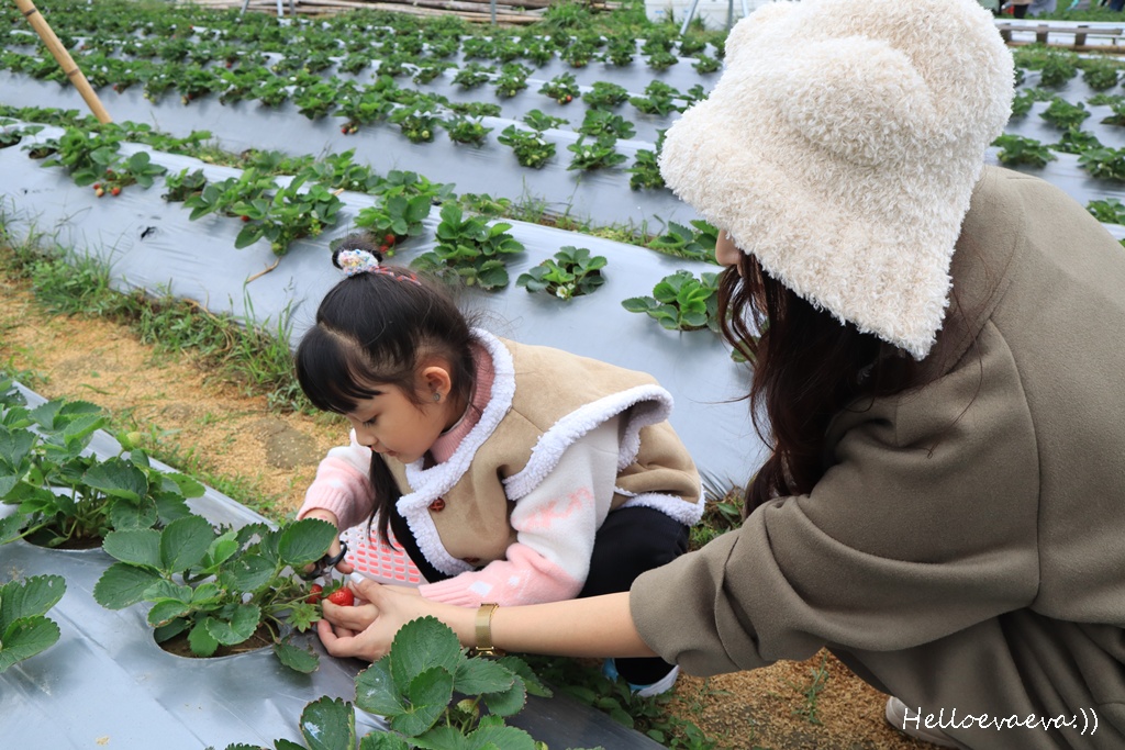 新竹親子半日放電｜「小原野共玩農場」 採草莓＋拔蘿蔔一次滿足（地點・價錢・環境分享）