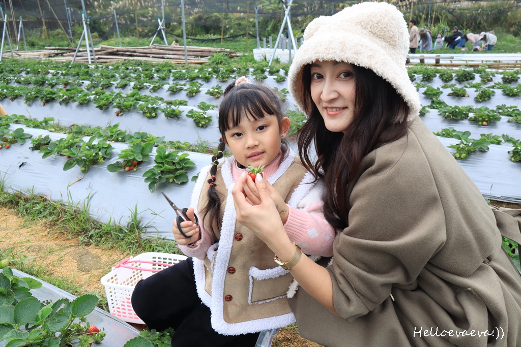 新竹親子半日放電｜「小原野共玩農場」 採草莓＋拔蘿蔔一次滿足（地點・價錢・環境分享）