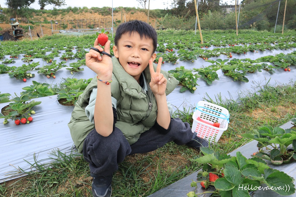 新竹親子半日放電｜「小原野共玩農場」 採草莓＋拔蘿蔔一次滿足（地點・價錢・環境分享）