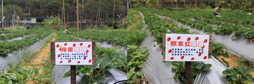 新竹親子半日放電｜「小原野共玩農場」 採草莓＋拔蘿蔔一次滿足（地點・價錢・環境分享）