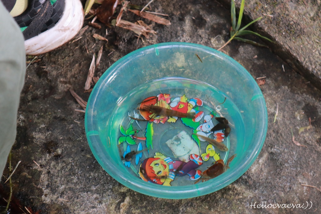 台北士林｜「陽明山荷鋤茗園休閒農園」一日體驗：甕窯烤地瓜、烤肉、撈魚親子活動一整天都不無聊！(需先預約)