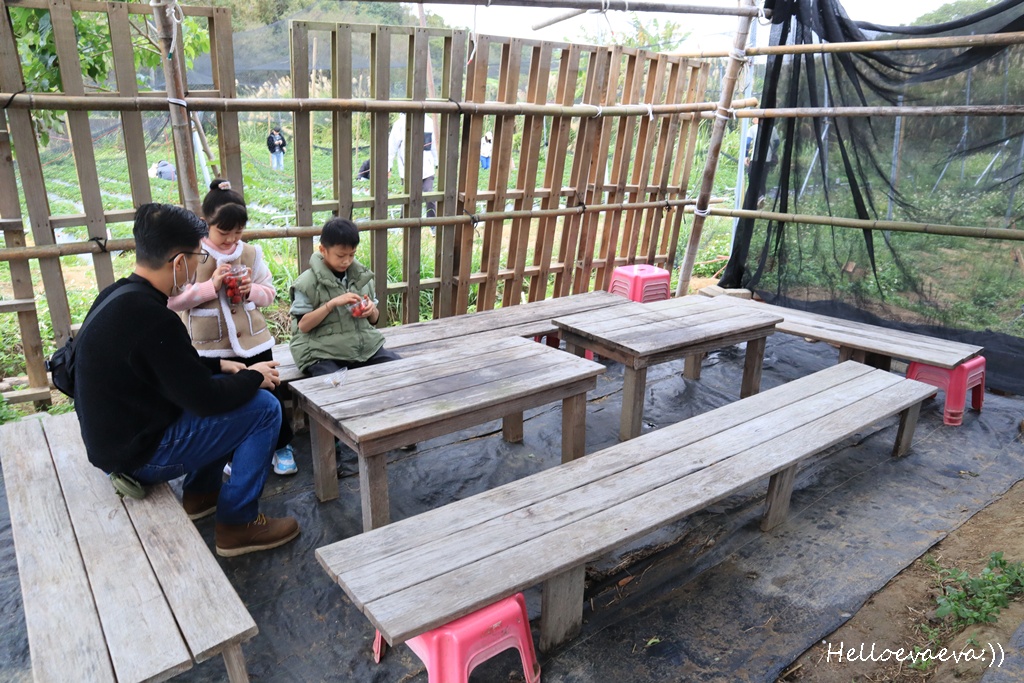 新竹親子半日放電｜「小原野共玩農場」 採草莓＋拔蘿蔔一次滿足（地點・價錢・環境分享）