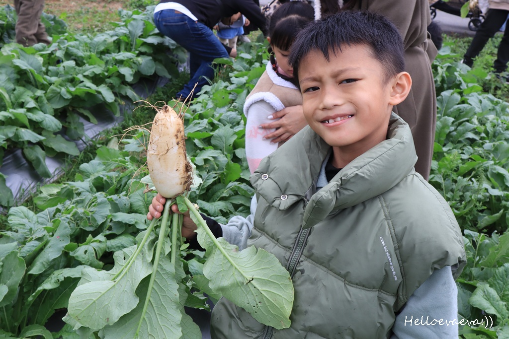 新竹親子半日放電｜「小原野共玩農場」 採草莓＋拔蘿蔔一次滿足（地點・價錢・環境分享）