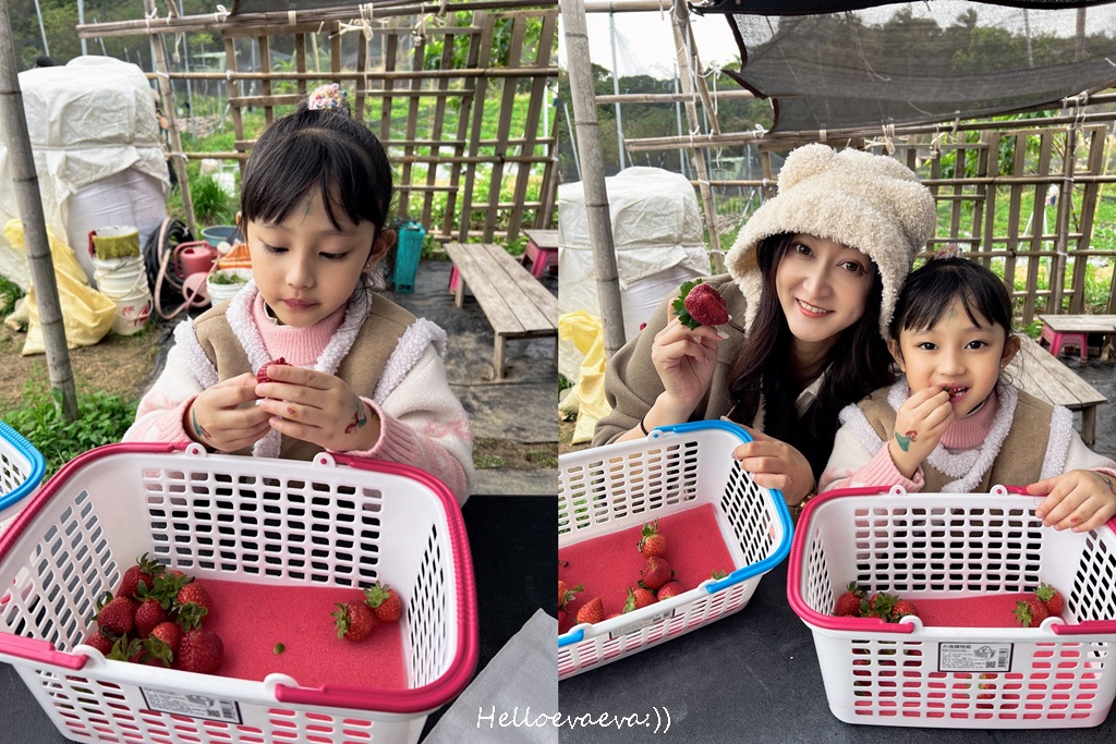新竹親子半日放電｜「小原野共玩農場」 採草莓＋拔蘿蔔一次滿足（地點・價錢・環境分享）